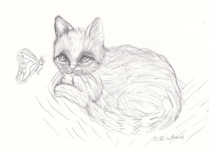 Kitten by Sally Gilroy